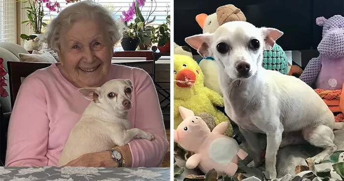 "Gucci trajo alegría a la casa": Una mujer de 100 años adopta a un perro de 11 años que nadie quería