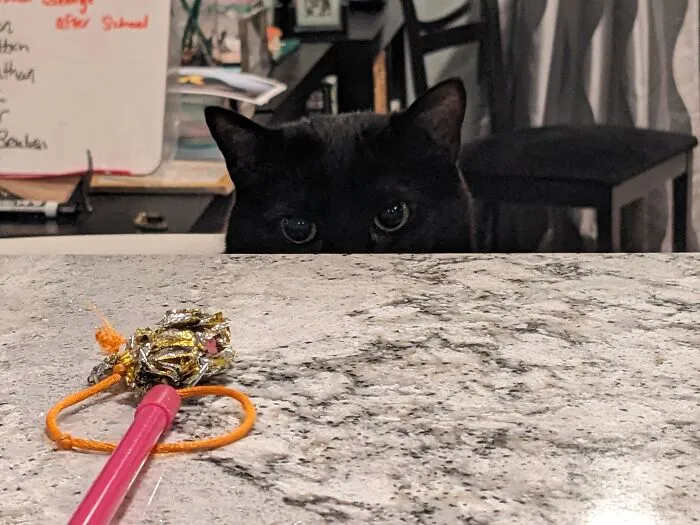 This Is Pip And Her "Murder Eyes"