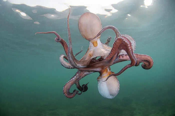 Underwater World, Finalist: Octopus Tango By Francisco Javier Murcia Requena, Spain