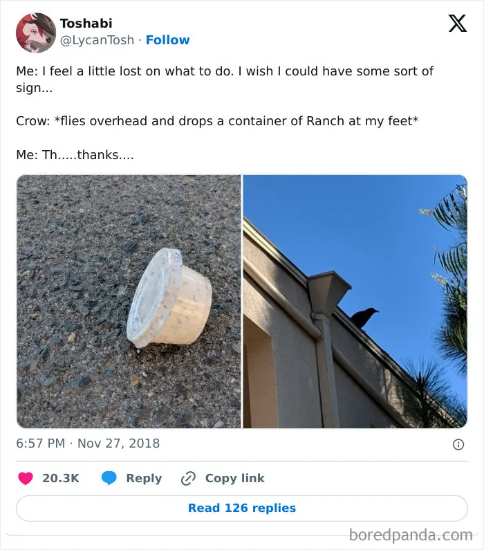 35 Chaotic Avian Memes Shared By "Birds With Threatening Auras"