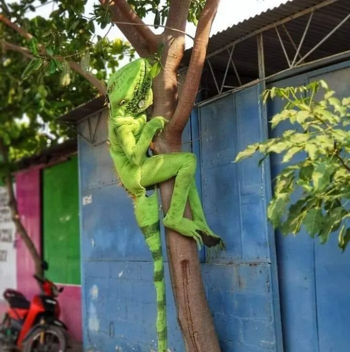 50 Weird Images That Need No Context Whatsoever To Be Hilarious, As Seen On This FB Page
