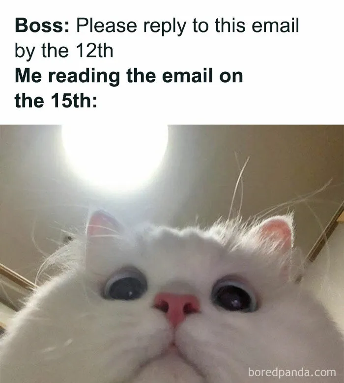 50 Work-Related Memes That May Make You Laugh, Then Cry (New Pics)