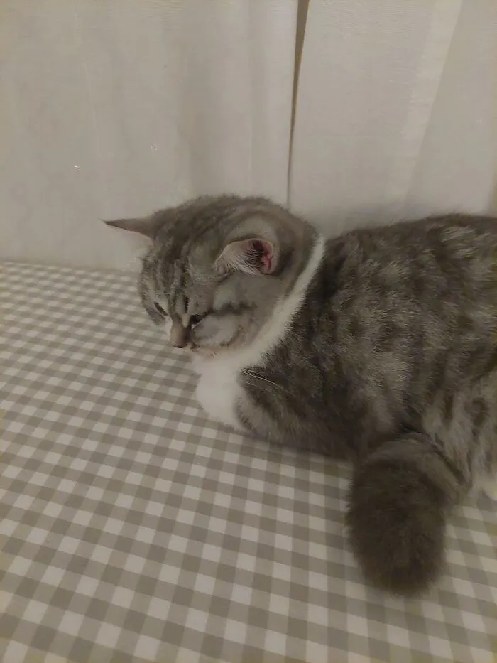 My Scottish Straight Kitten