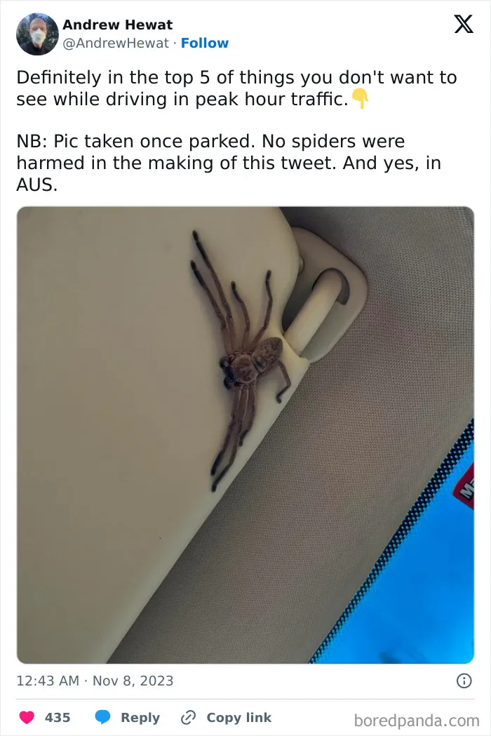Large spider clinging to a car sun visor, one of the nightmare fuel animals commonly found in Australia.