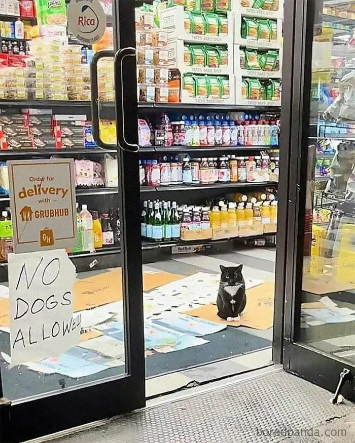 50 Hilarious Cat Memes From Happycat318 Instagram Account We’re Obsessed With