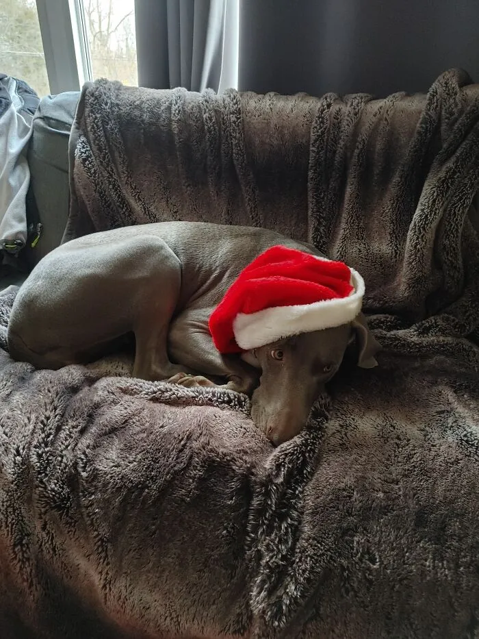 Whimy, Not In The Christmas Spirit