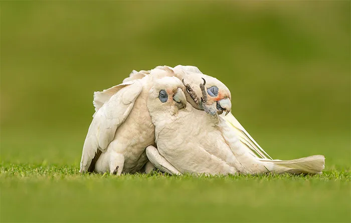 Bird Behavior: "Have You Heard The One About..." By Franciscus Scheelings (Shortlist)