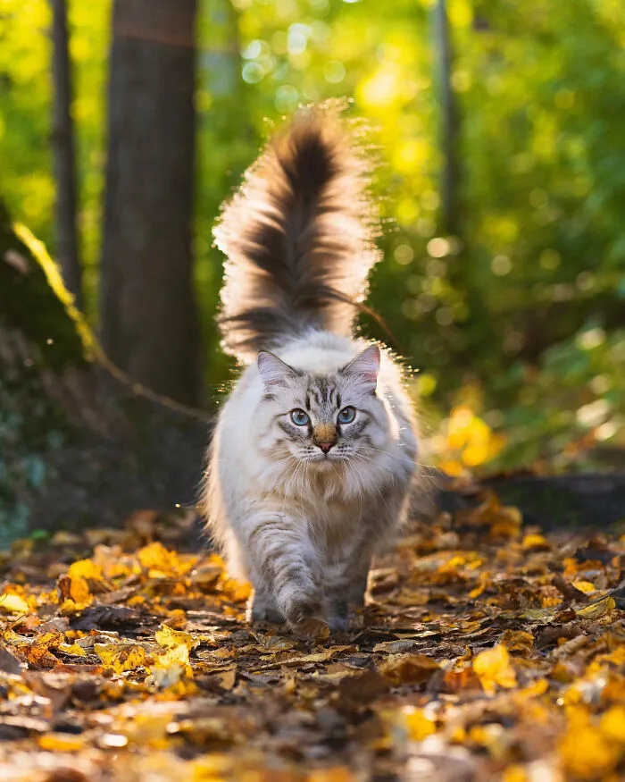 Hey Pandas, Share Photos Of Your Pets Playing In Autumn Leaves (Closed)