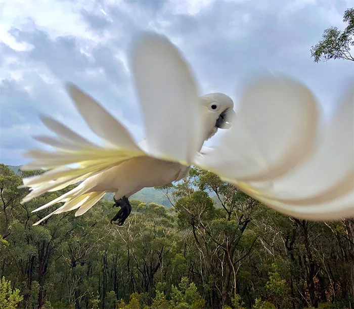 Birds In Flight: "Fingertips" By Kate Burgess (Winner)