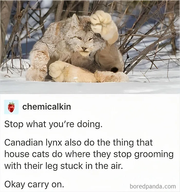 “Sorry, We Are Sorry”: 35 Hilarious Accurate Memes That Sum Up The Country Perfectly (New Pics)