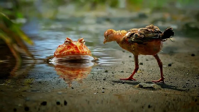 Este fotógrafo toma hermosas imágenes en primer plano de animales de sangre fría ocupándose de sus asuntos (30 fotos)