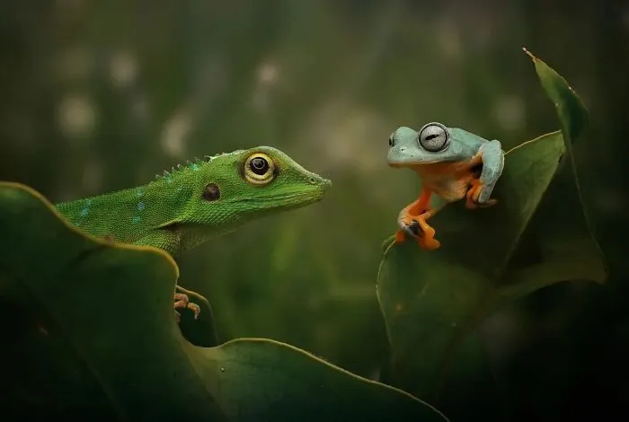 Este fotógrafo toma hermosas imágenes en primer plano de animales de sangre fría ocupándose de sus asuntos (30 fotos)