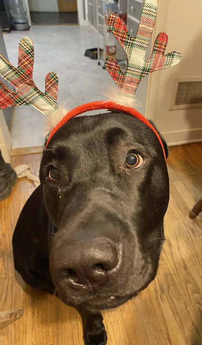 Finny The Reindeer