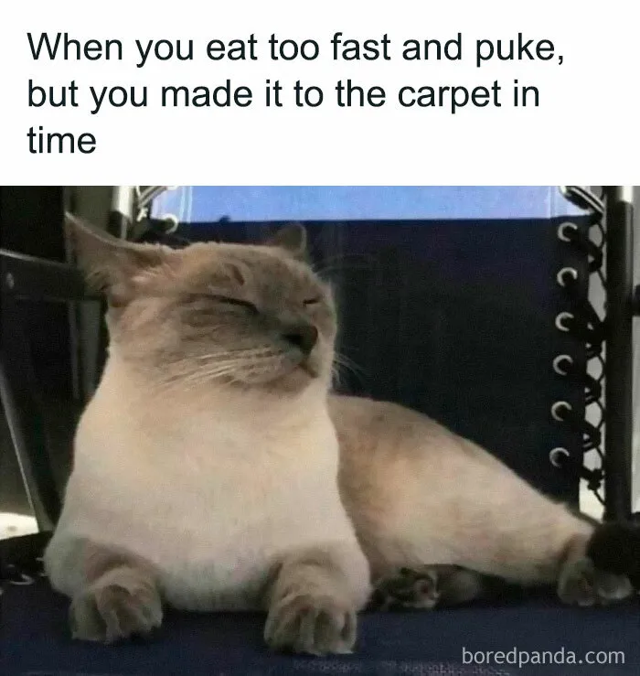 50 Funny And Relatable Cat Memes That Might Make You Want To Rescue A(nother) Cat