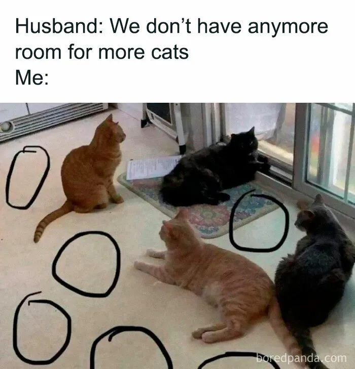 50 Funny And Relatable Cat Memes That Might Make You Want To Rescue A(nother) Cat