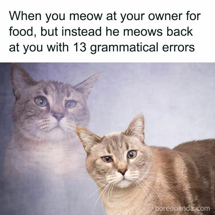 50 Funny And Relatable Cat Memes That Might Make You Want To Rescue A(nother) Cat