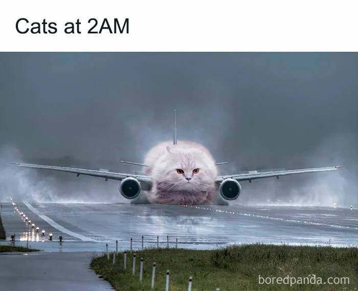 50 Funny And Relatable Cat Memes That Might Make You Want To Rescue A(nother) Cat