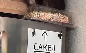 50 Hilarious Moments When An Attempt Was Made, But It Didn’t Go As Expected (New Pics)