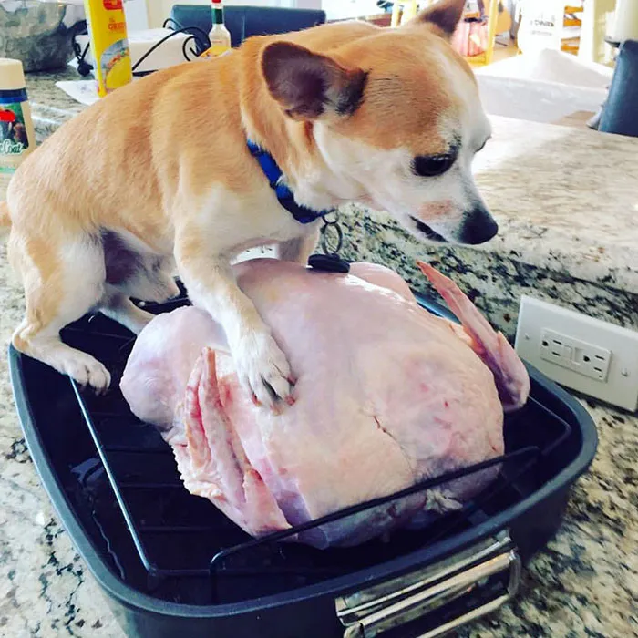Happy Humpsgiving