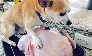 50 People Who Had A Terrible Time During Thanksgiving (New Pics)