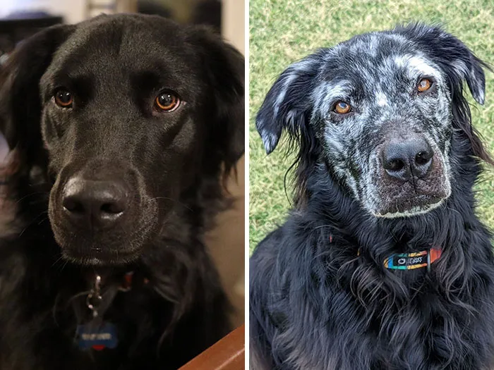 My Dog Buster Has The Skin Condition Vitiligo. It Causes Depigmentation Of The Skin (And Fur). It's Been 9 Months Between These Pictures