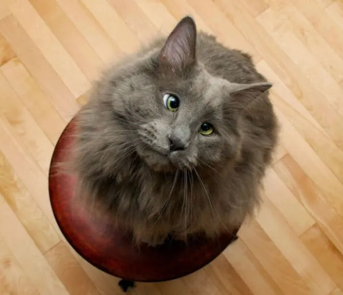 This Is My Handsome, Cross-Eyed Cat, Gus