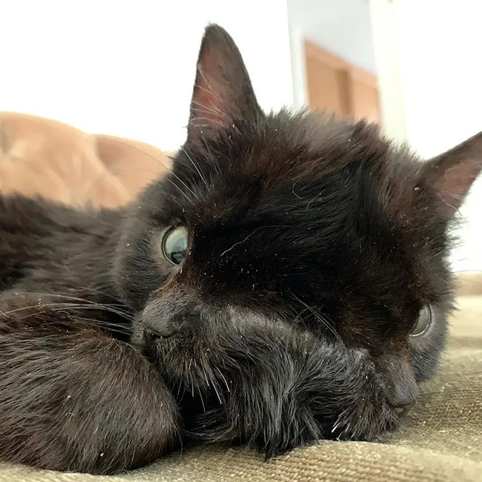 Duo Is A Special Kitten With Two Faces On One Head. Duo Has A Condition Commonly Known As “Janus”, Also Known As Craniofacial Duplication