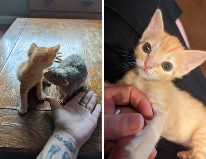 One Of My Bestie’s Kittens Has Dwarfism