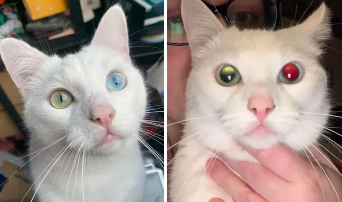 Mi gato Olaf tiene heterocromía