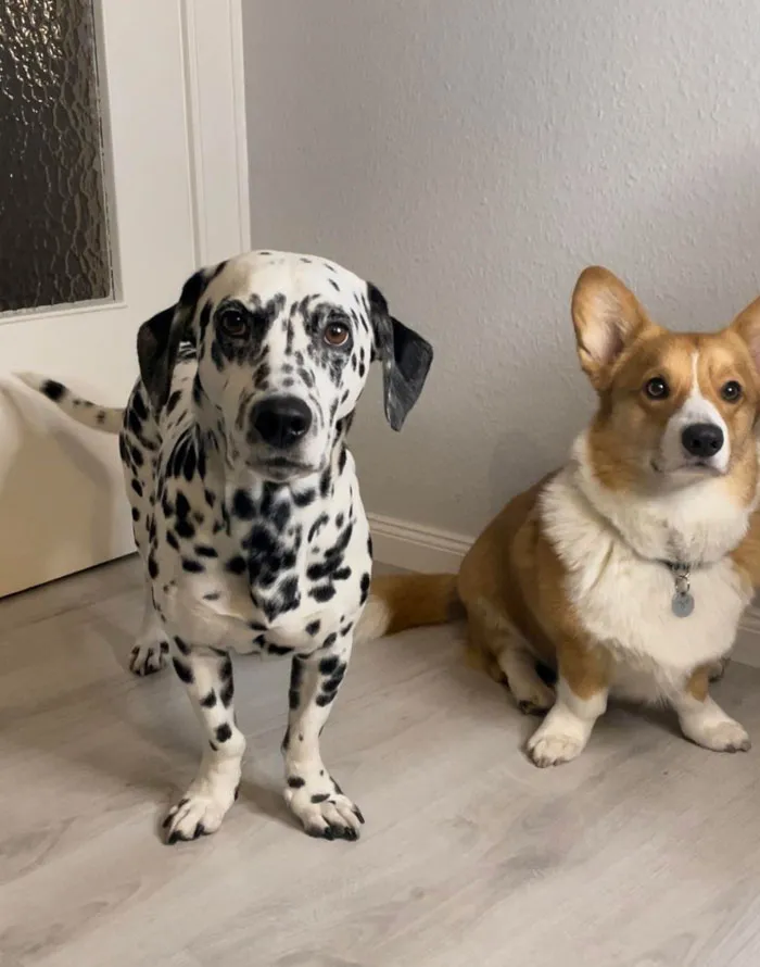 Mi dálmata tiene enanismo y es del tamaño de un corgi