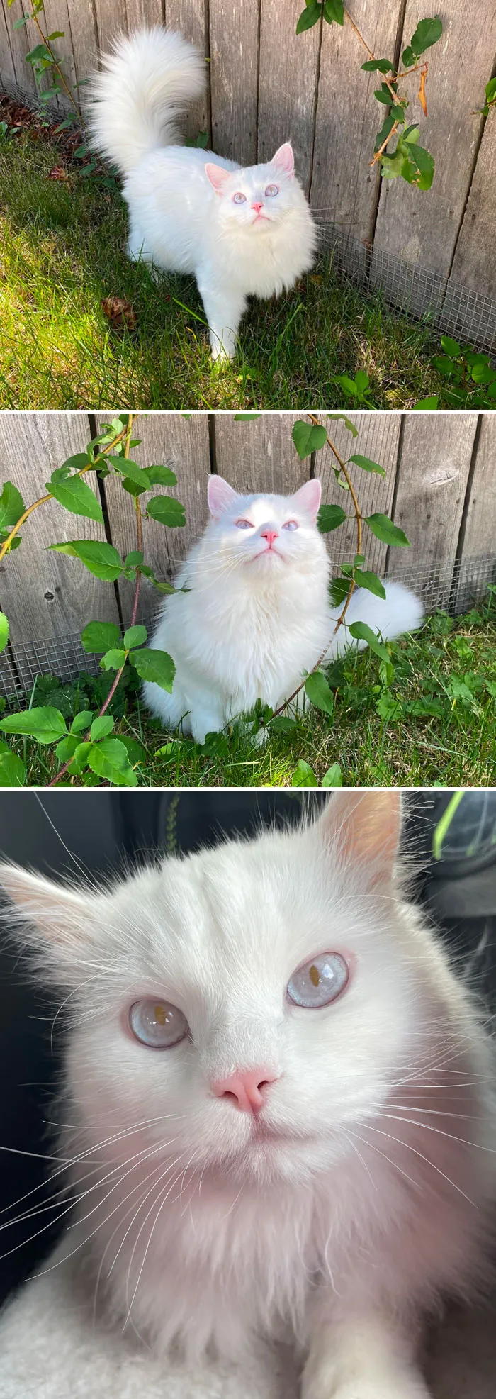 Gato ragdoll albino