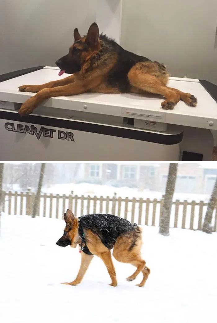 Meet Quasimodo, The Dog With The Short Spine. Even If You’re Different You Can Still Enjoy Life