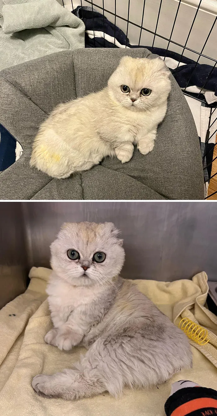 Meet Mochi, Our Adorable Rescue Kitty With Three Legs, No Ears, And No Tail