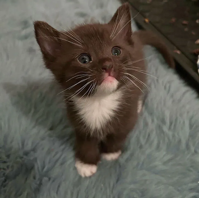 Gatito color chocolate