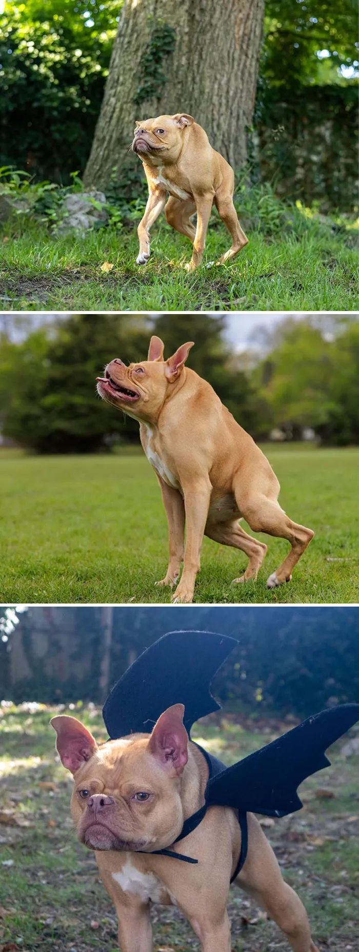 Meet Ivy, The Pitbull With Short Spine Syndrome. She Is A 3-Year-Old Queen Now