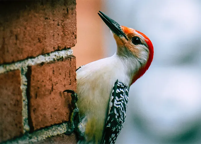 Woodpecker on a Brick Break