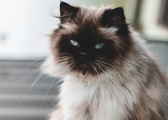 Master of Moody Stares