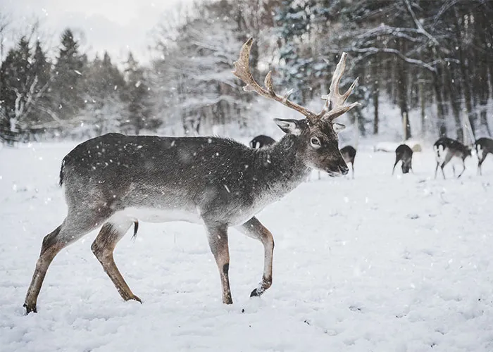Silent Strolls and Snowfall
