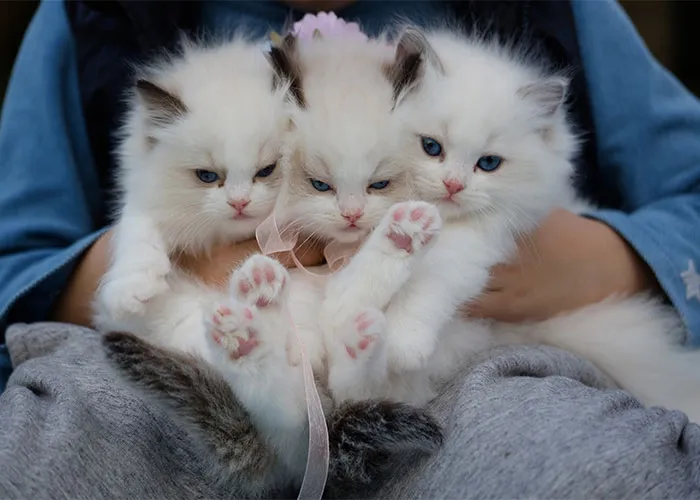 Too Cute to Handle