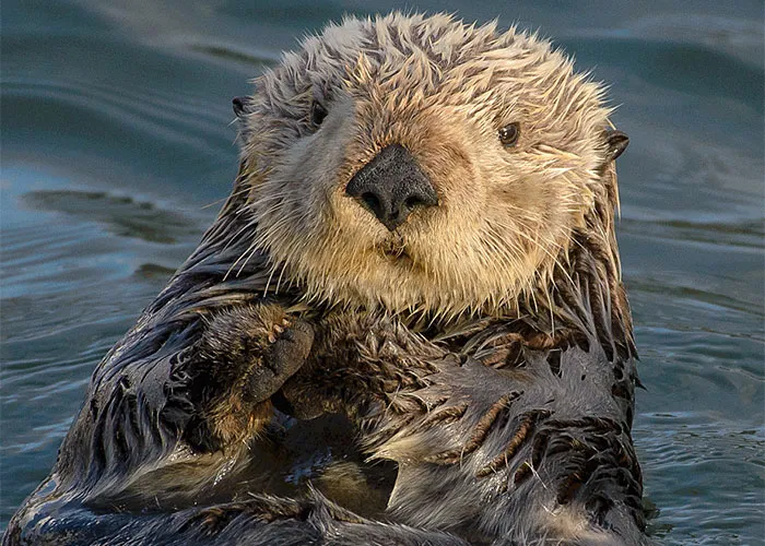 Is This Otter Real?