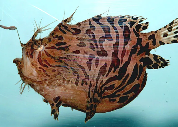 Underwater Oddball