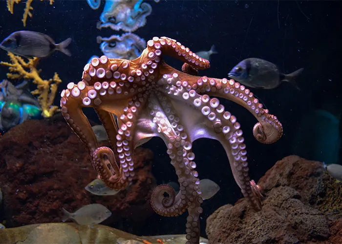 Eight Arms, No Chill