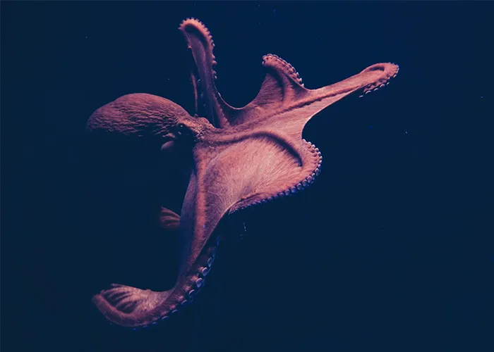 Deep Sea Acrobatics
