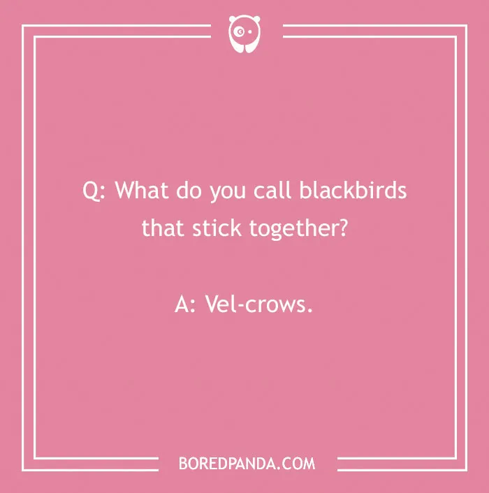 Pink background featuring a "What do you call?" joke about blackbirds—Punchline: Vel-crows.