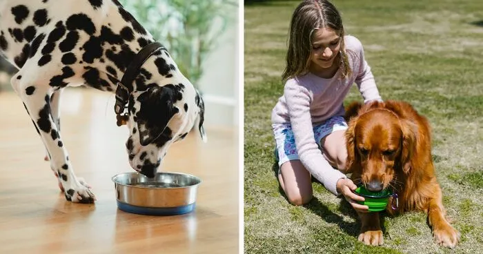 A Healthy Guide to What Dogs Can Drink Besides Water