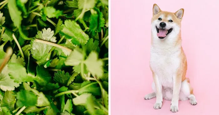 What Spices Can Dogs Eat - What's Safe and What's Not
