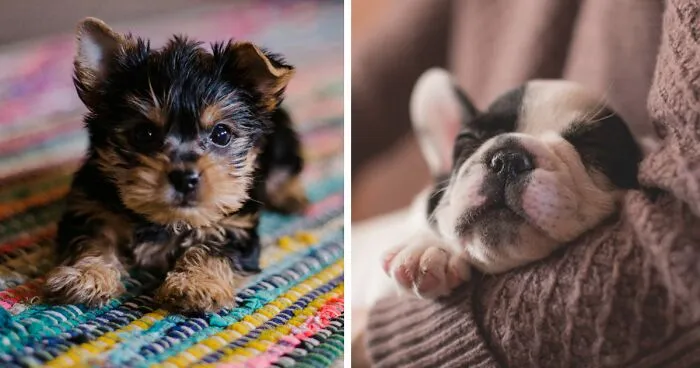 Why Are Dogs so Expensive: Getting and owning a Puppy