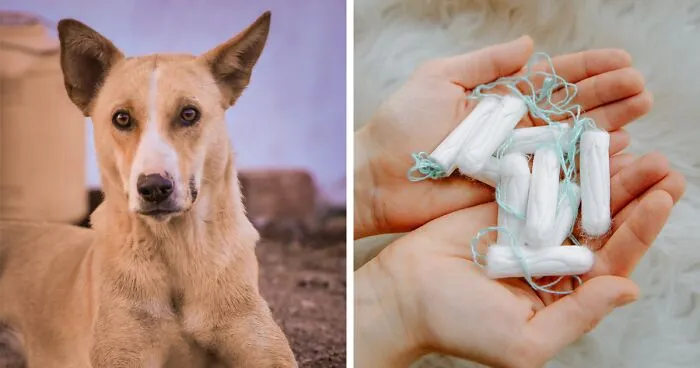 Understanding Why Dogs Eat Tampons and How to Help Them