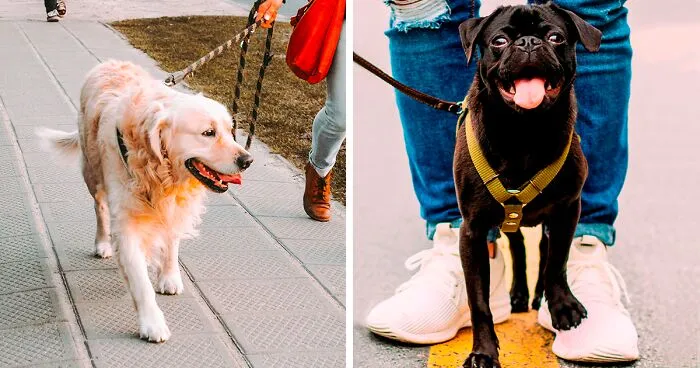 Why Do Dogs Like Walks: The Health Benefits of Dog Walking