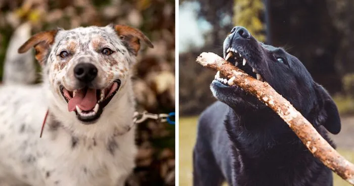 What Does It Mean When a Dog Shows Its Teeth?